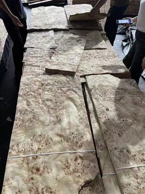 แผ่น Mappa Burl Veneer คุณภาพสูง สําหรับตกแต่งเฟอร์นิเจอร์